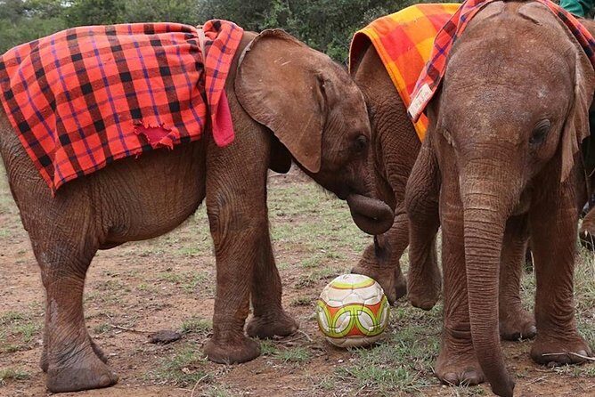 Giraffe Center & Elephant Orphanage Guided Day Tour - Timing, pacing, and photo tips that keep it enjoyable