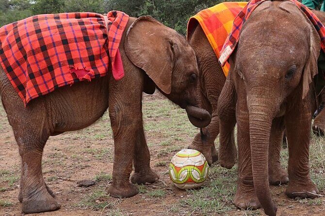 Giraffe Center & Elephant Orphanage Guided Day Tour - Adoption, sponsorship vibes, and how to decide without pressure