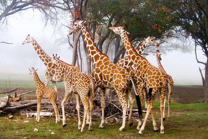 Giraffe Center & Elephant Orphanage Guided Day Tour - Should you book the Giraffe Center and Elephant Orphanage day tour?