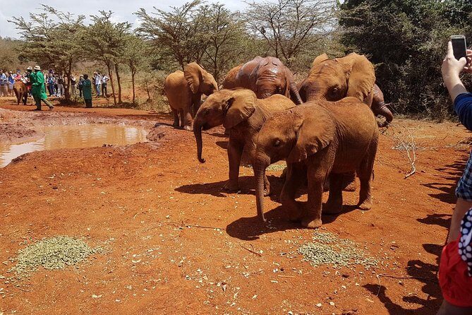 Giraffe Center & Elephant Orphanage Guided Day Tour From Nairobi - Price and logistics: the real cost, the real value