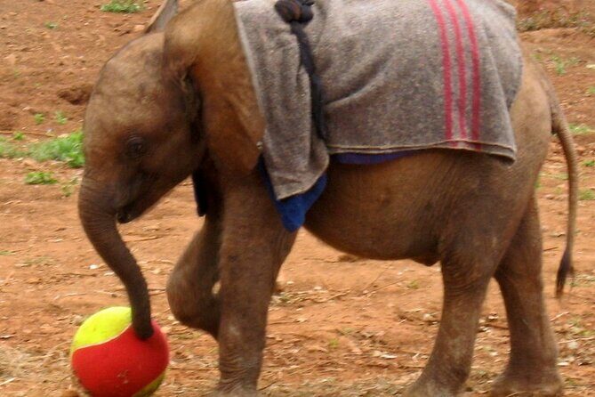 Giraffe Center & Elephant Orphanage Guided Day Tour - Giraffe Center: Daisy Rothschild’s legacy and feeding at the wall