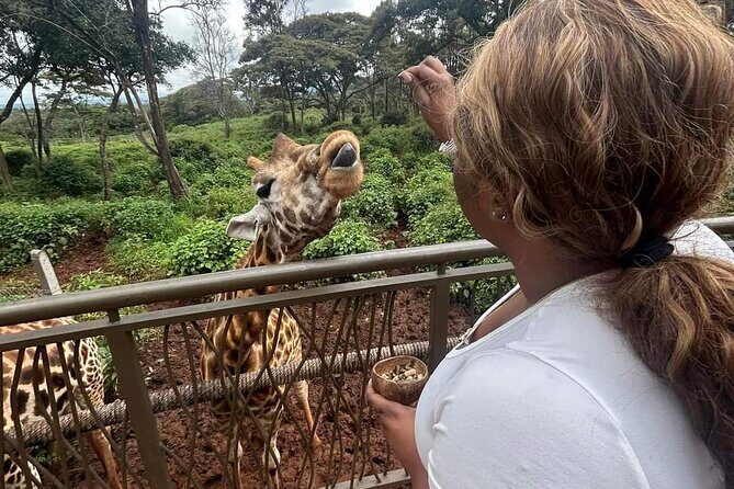 Giraffe Centre and Bomas of Kenya from Nairobi - Key highlights worth making time for