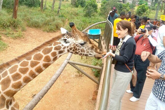 Giraffe Centre and Bomas of Kenya from Nairobi - Price and value: what $50 covers, and what likely costs extra