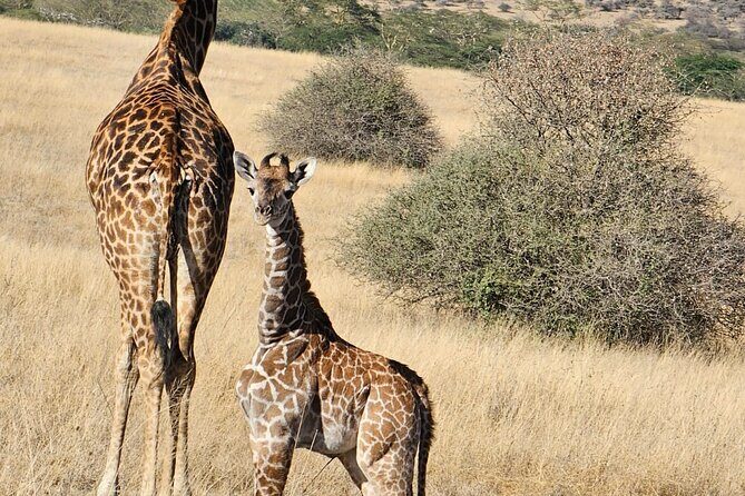 Giraffe Centre and Bomas of Kenya from Nairobi - Who should book this Nairobi day trip, and who might want another option