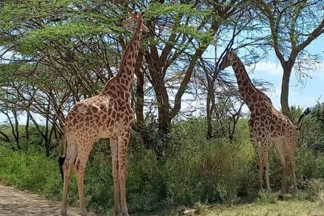 Giraffe Centre and Bomas of Kenya from Nairobi - Morning logistics: hotel pickup, a 9:00 am start, and what 8 hours really feels like