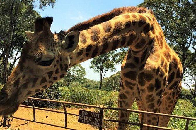Giraffe Centre and Bomas of Kenya Full-Day Tour from Nairobi - Your Nairobi Day Plan: What the Route Actually Feels Like