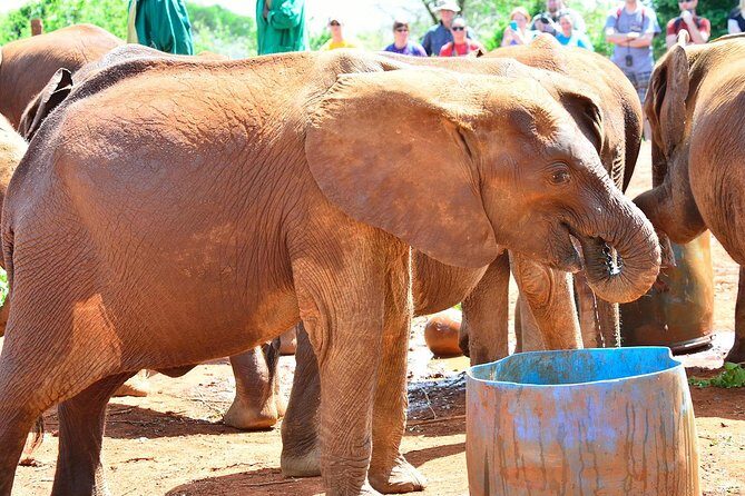 Giraffe Centre, Elephant Orphanage, and Bomas of Kenya Day Tour from Nairobi - Getting the Most Out of a 10-Hour Day