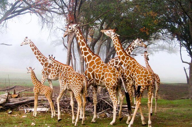 Giraffe Centre, Elephant Orphanage, National Museum & Beads Center - A Nairobi Wildlife-and-Culture Day That Moves, But Makes Sense