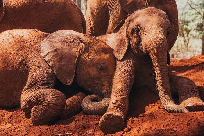 Giraffe Centre, Elephant Orphanage, National Museum & Beads Center - Nairobi National Museum: One Guided Hour That Helps You Read the City