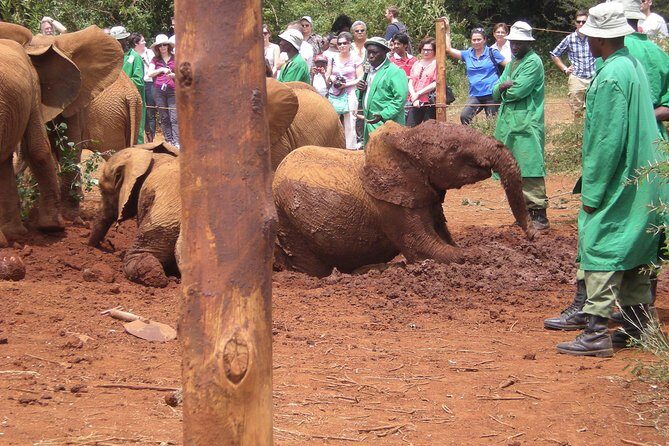 Giraffe Centre, Elephant Orphanage, National Museum & Beads Center - Price and Value: What the $115 Covers and What Can Cost Extra