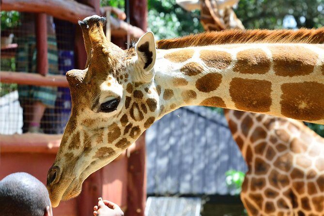 Giraffe Centre, Elephant Orphanage, National Museum & Beads Center - Getting the Timing Right: An 8:00am Start With Hour-Long Blocks