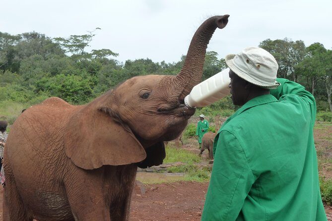 Giraffe Centre, Elephant Orphanage, National Museum & Beads Center - David Sheldrick Elephant Orphanage: Rehabilitation Work and Up-Close Calf Moments