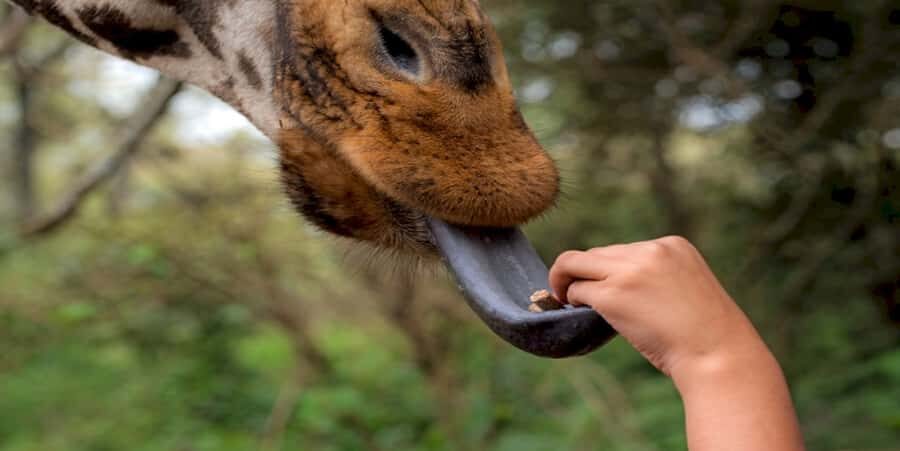 Giraffe, Elephant Orphanage - Key highlights you’ll care about