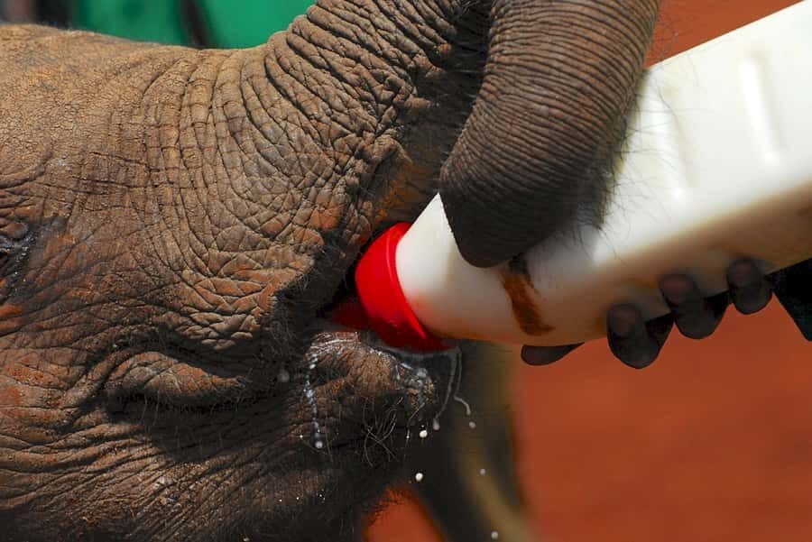Giraffe, Elephant Orphanage - Timing and transport: how the 7-hour day flows