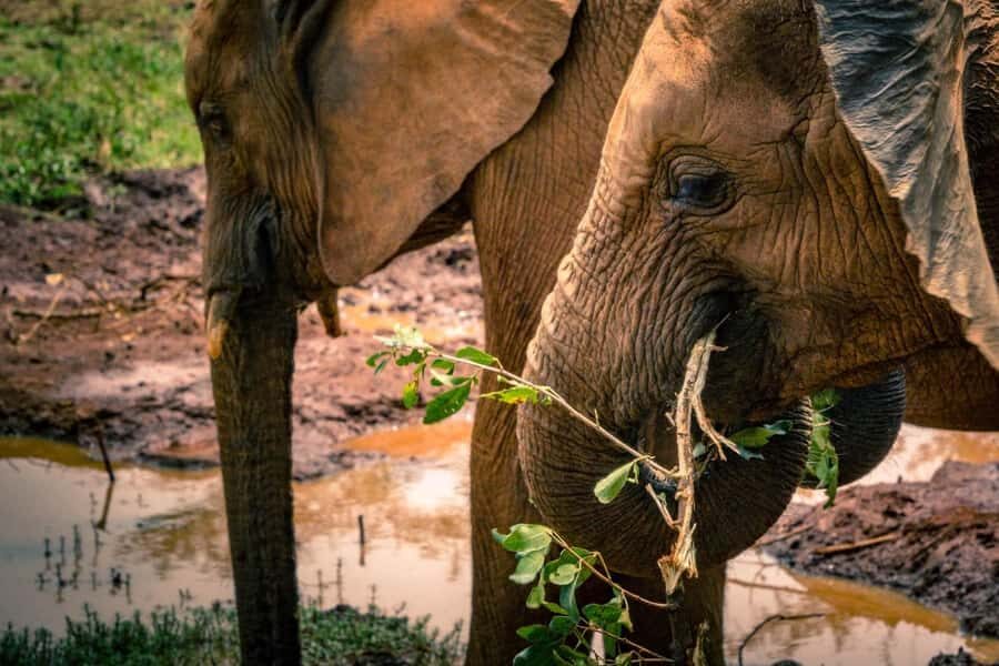 Giraffe, Elephant Orphanage - FAQ