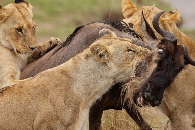 Great Wildebeest Migration Safari in Masai Mara - Key highlights worth betting on