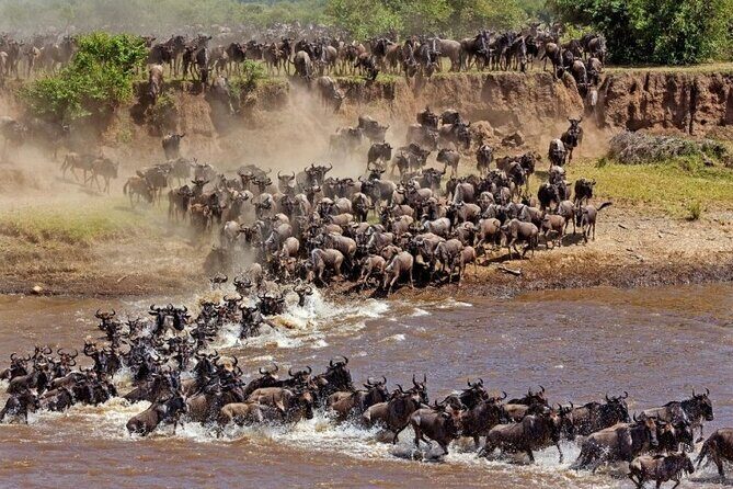 Great Wildebeest Migration Safari in Masai Mara - Why the Masai Mara migration matters (and why July–September is the ticket)