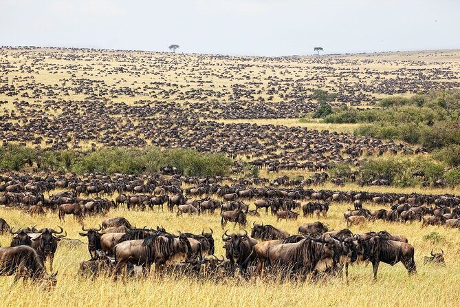 Great Wildebeest Migration Safari in Masai Mara - Day 1 in Masai Mara: Rift Valley outlook, church stop, then first wildlife drive