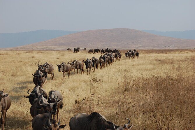 Great Wildebeest Migration Safari in Masai Mara - Day 2 full-day plains drive: big cats, migration scale, and packed lunch logistics