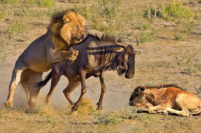 Great Wildebeest Migration Safari in Masai Mara - Day 3 sunrise plan, Mara River walk, and the optional hot air balloon
