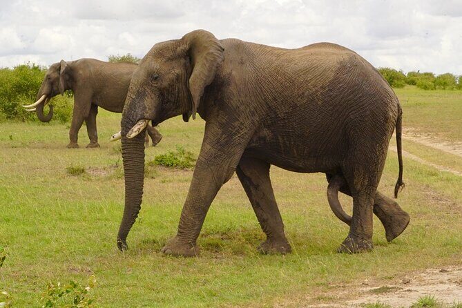 Great Wildebeest Migration Safari in Masai Mara - The operator style: owner-managed, responsive, and built for safari driving