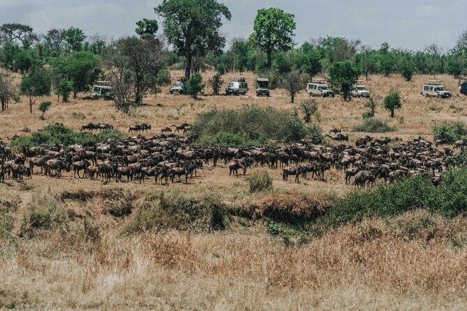 Great Wildebeest Migration Safari in Masai Mara - 4 days in the bush: how the pace really works