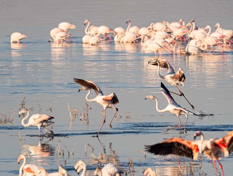 Group joining day trip to Lake Nakuru from Nairobi - What to bring (and what matters most)