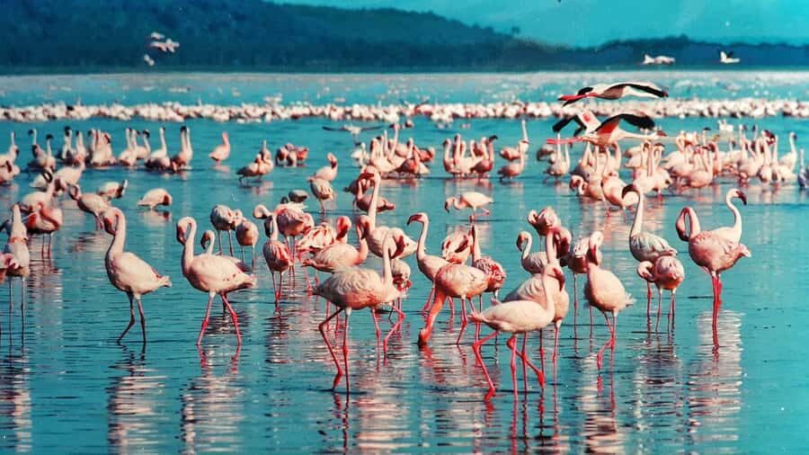 Group joining day trip to Lake Nakuru from Nairobi - Inside the park: how the open-roof 4x4 changes your game drive