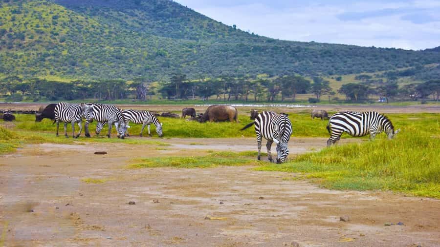 Group joining day trip to Lake Nakuru from Nairobi - Price and park fees: what you’re really paying for