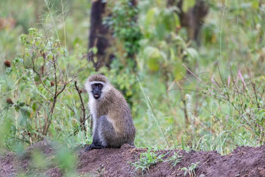 Group joining day trip to Lake Nakuru from Nairobi - Guide quality: names you might meet and what to look for