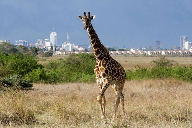 Group Joining Nairobi National Park and Giraffe Center - Key reasons this Nairobi combo tour works