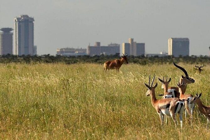 Group Joining Nairobi National Park and Giraffe Center - Entering Nairobi National Park at 6:00am: why the timing matters