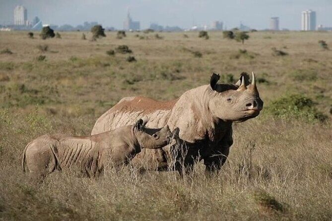 Group Joining Nairobi National Park and Giraffe Center - The small-group safari van: what you really get for sharing the ride