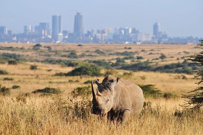 Group Joining Nairobi National Park and Giraffe Center - Getting the most out of the day (without overthinking it)
