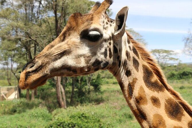 Group Joining Nairobi National Park and Giraffe Center - Should you book this tour?
