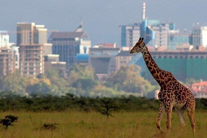 Group Joining Nairobi National Park and Giraffe Center - Giraffe Centre stop: Rothschild giraffes and conservation lessons you can take home