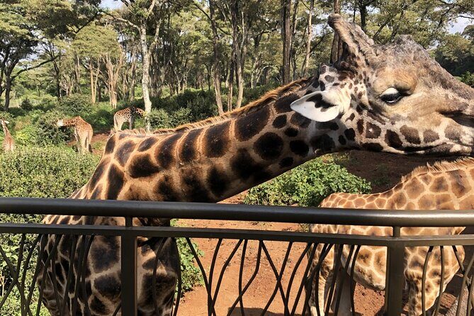 Half Day Excursion Tour in Nairobi - Key things to know before you go