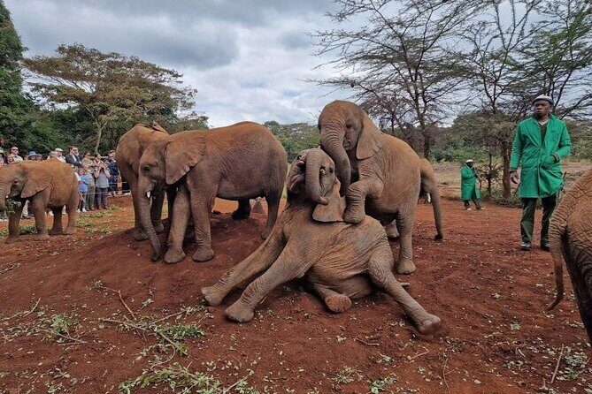 Half Day Excursion Tour in Nairobi - Who Should Book This and Who Might Skip It