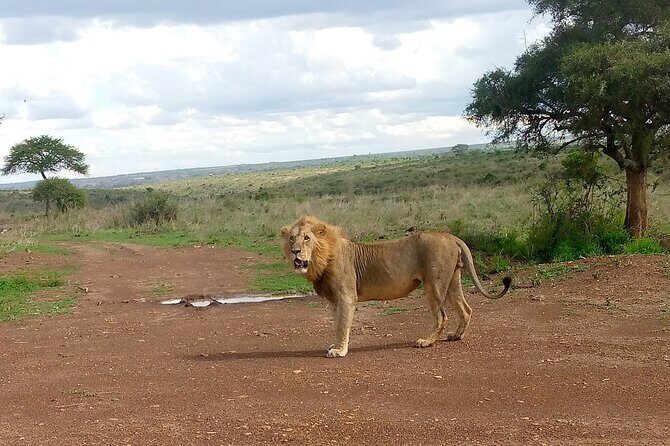 Half Day Morning or Afternoon Guided Tour : Nairobi National Park - What the guide covers inside the park: animals, birds, trees, reptiles