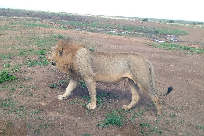 Half Day Morning or Afternoon Guided Tour : Nairobi National Park - The flow of the day: pickup, Nairobi National Park time, picnic area, back again