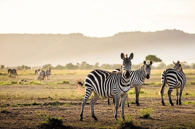 Half Day Morning or Afternoon Guided Tour : Nairobi National Park - Guide names you’ll hear: Joseph, Joe, and Sam