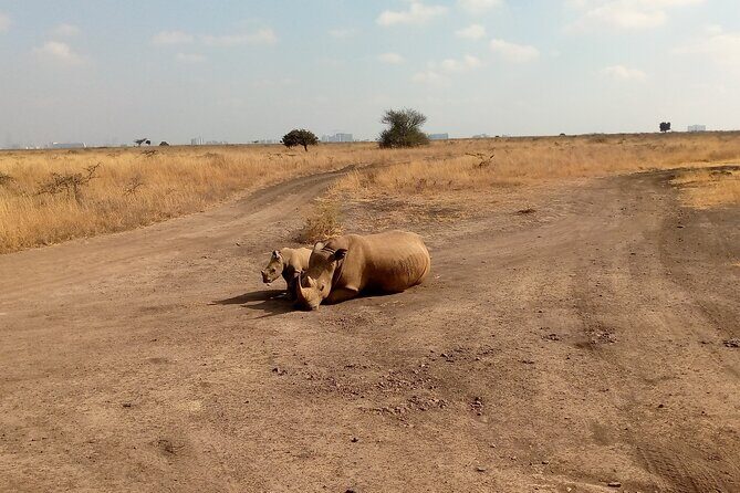 Half Day Morning or Afternoon Guided Tour : Nairobi National Park - What you actually get included: van, guide, water, and free Wi‑Fi