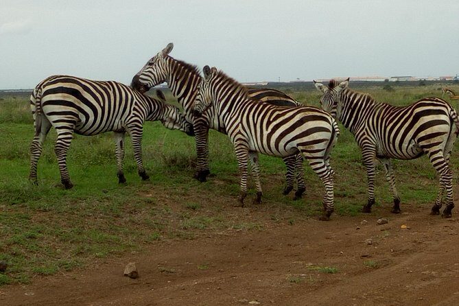Half Day Nairobi National park - How the Guide Makes the Difference (Mark, Samuel, and the Photo Stops)