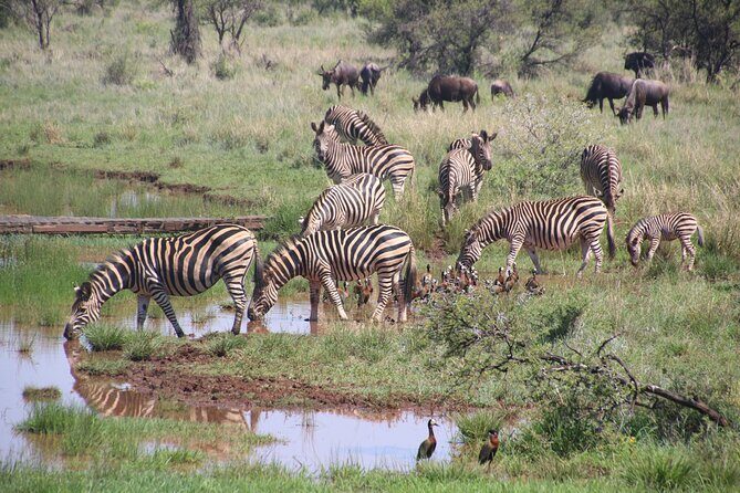 Half-Day Nairobi National Park and Maasai Market with Pick up - Nairobi National Park and the Maasai Market: A smart half-day taste of Kenya