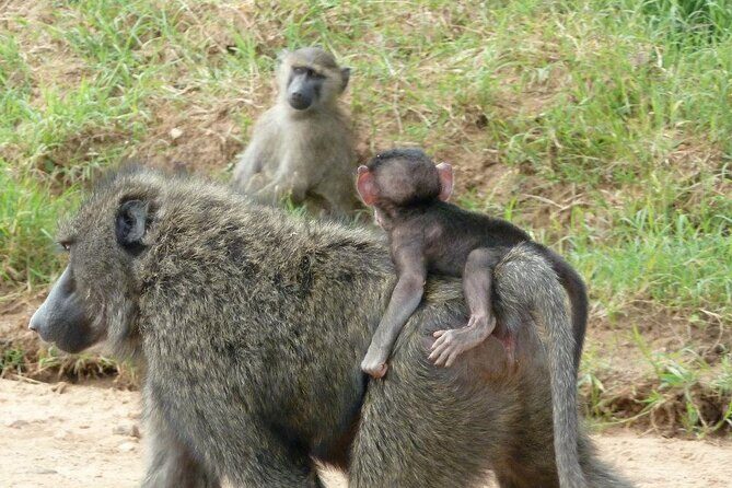 Half-Day Nairobi National Park Tour from Nairobi - Price and Value at $244 Per Person