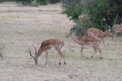 Half-Day Nairobi National Park Tour from Nairobi - Price and what you get for $175.50