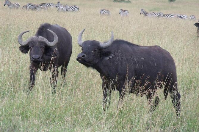 Half-Day Nairobi National Park Tour from Nairobi - Who This Tour Fits Best (And Who Might Prefer Something Else)