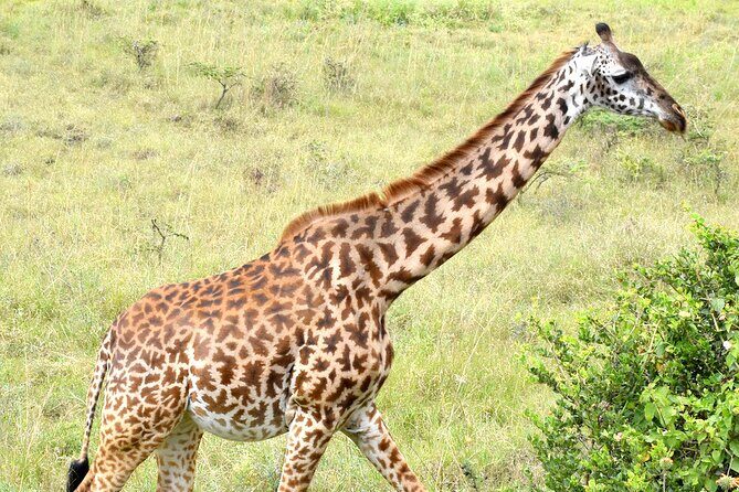 Half day Nairobi National Park Tour & Sheldrick Elephant Nursery - Nairobi National Park: 10 km from the city, wildlife on your doorstep