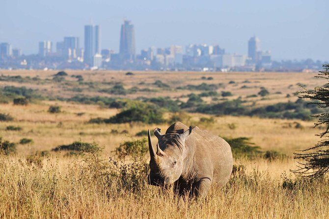 Half day Nairobi National Park Tour & Sheldrick Elephant Nursery - Sheldrick Elephant Nursery: your 11:00 to 12:00 hour with baby elephants