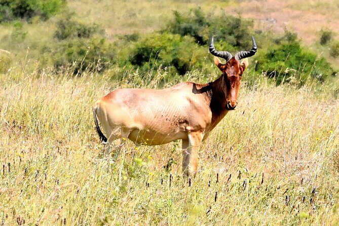 Half day Nairobi National Park Tour & Sheldrick Elephant Nursery - Timing and transport: why the 6:00 am start makes the day work
